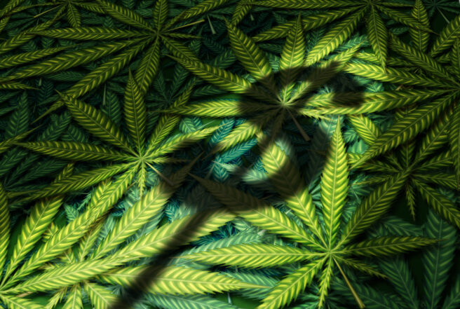 Cannabis Business