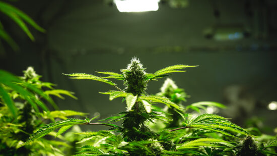 Indoor marijuana plant under grow light